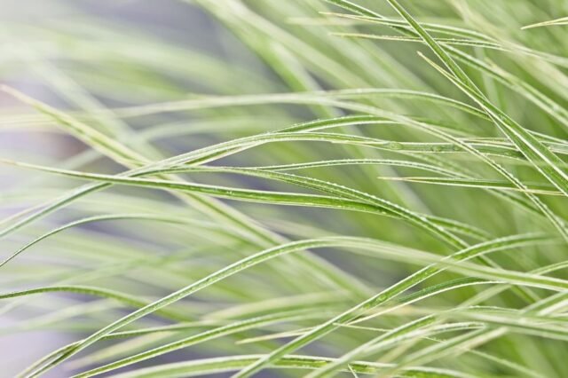 Natur Graeser 16