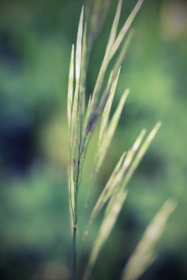 Natur Graeser 17