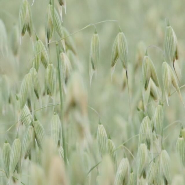 Natur Graeser 18