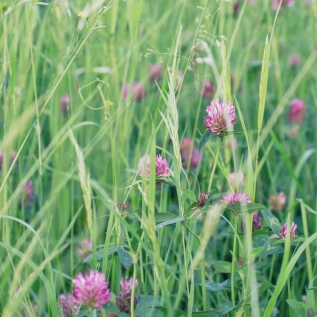 Natur Graeser 19