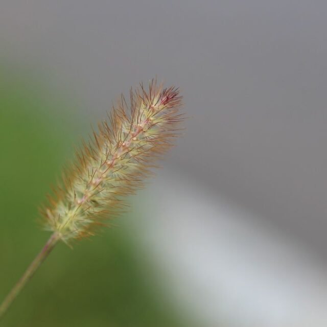 Natur Graeser 20
