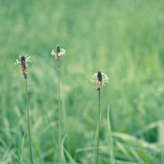 Natur Graeser 21