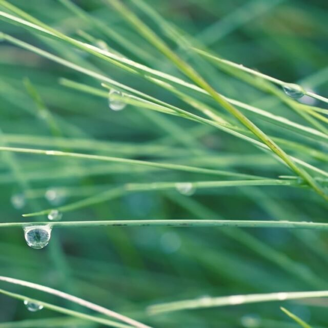 Natur Graeser 22