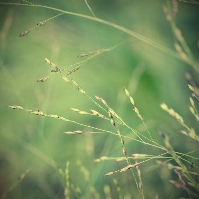 Natur Graeser 23