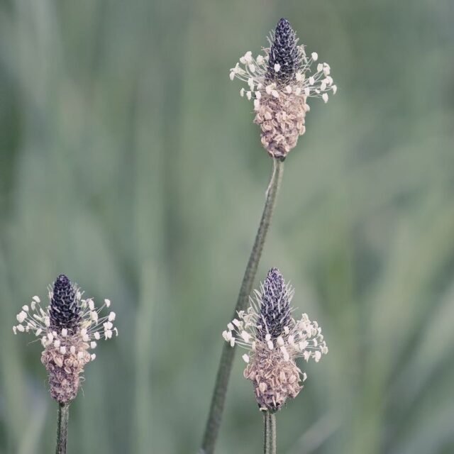 Natur Graeser 24