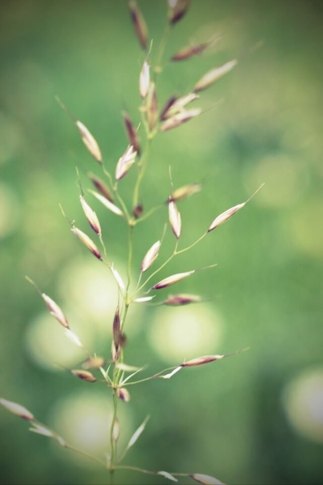 Natur Graeser 26