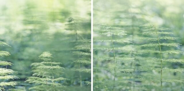 Natur Graeser 27