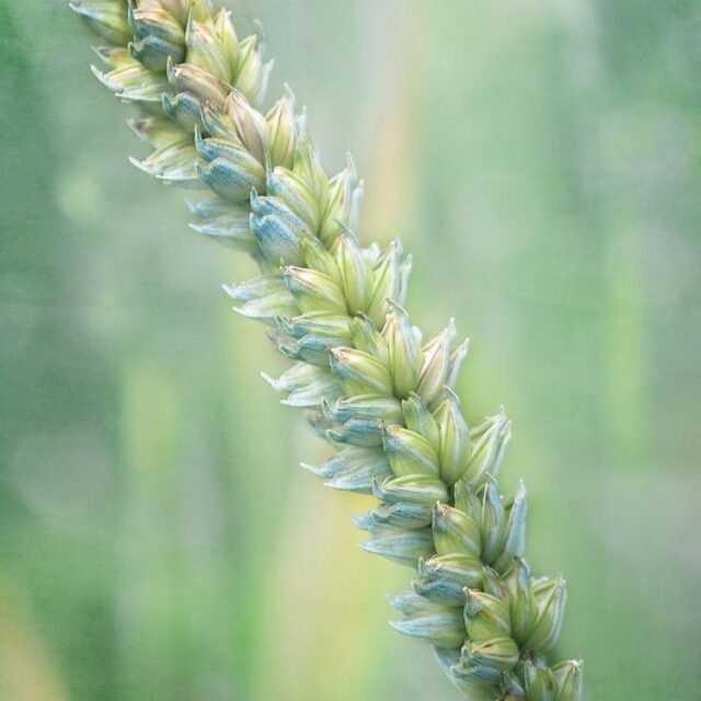 Natur Graeser 28