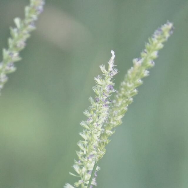 Natur Graeser 29