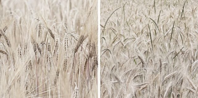 Natur Graeser 30