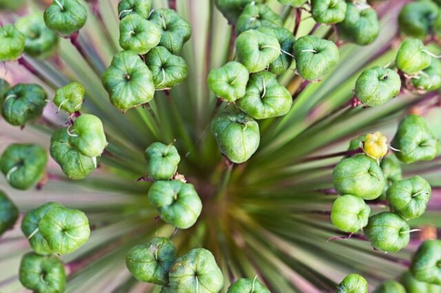 Natur Knospen Beeren 004