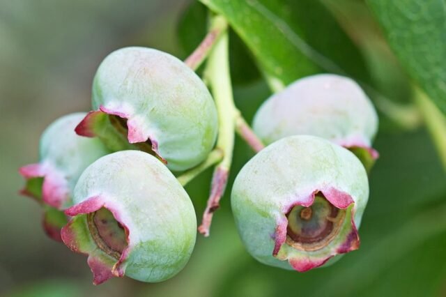 Natur Knospen Beeren 007