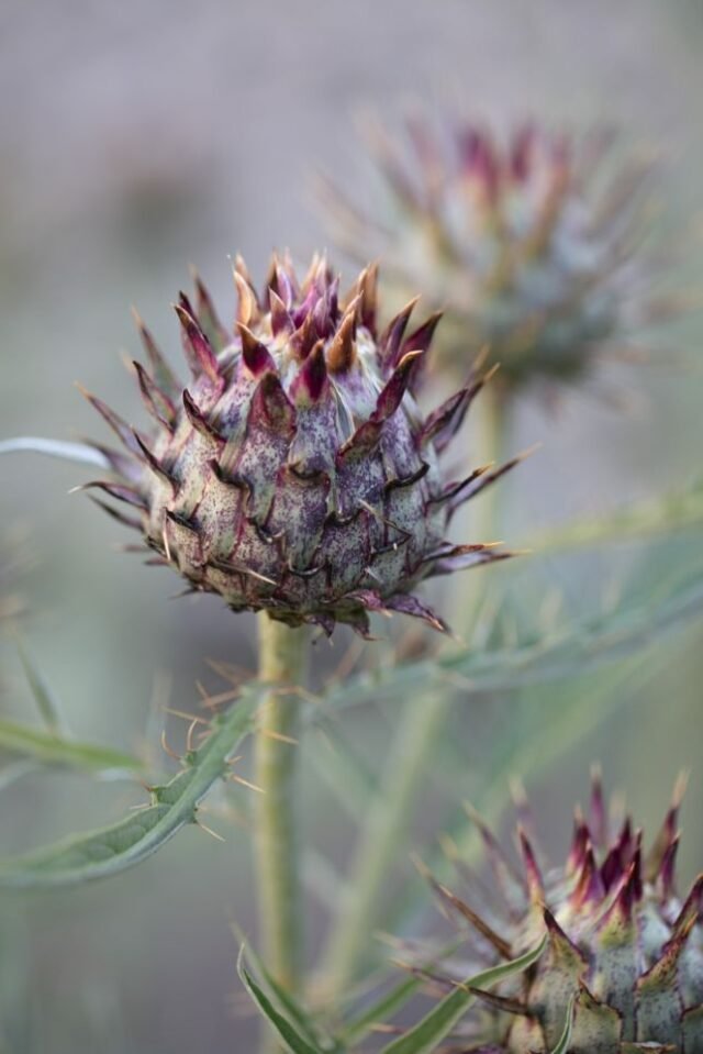 Natur Knospen Beeren 008