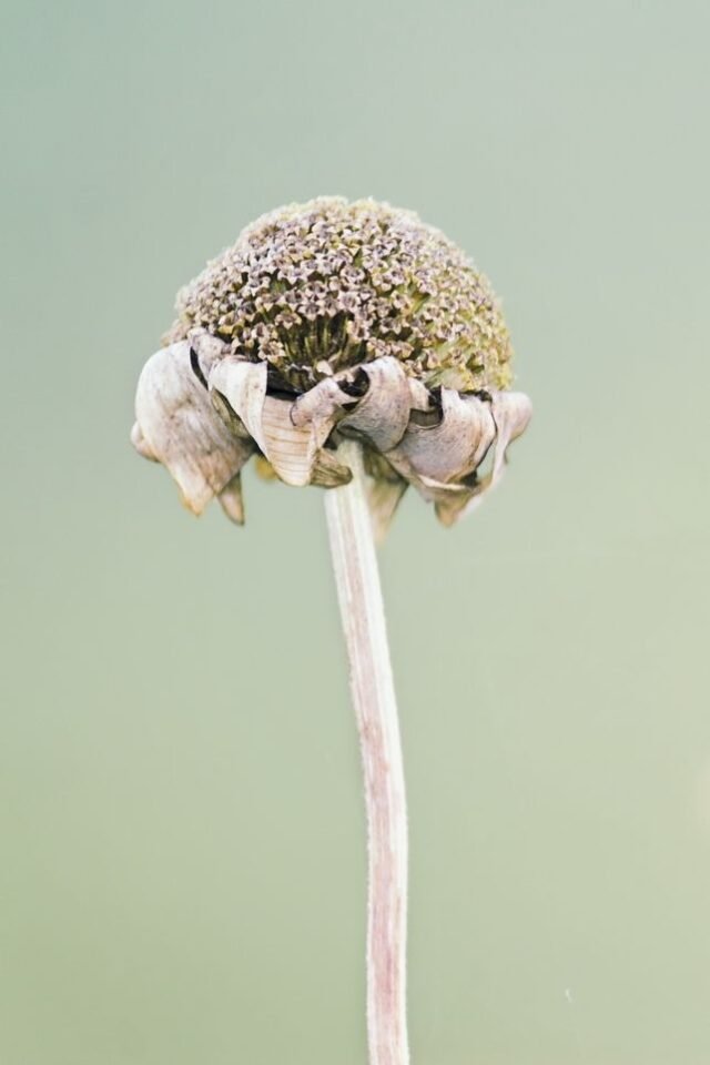 Natur Knospen Beeren 009