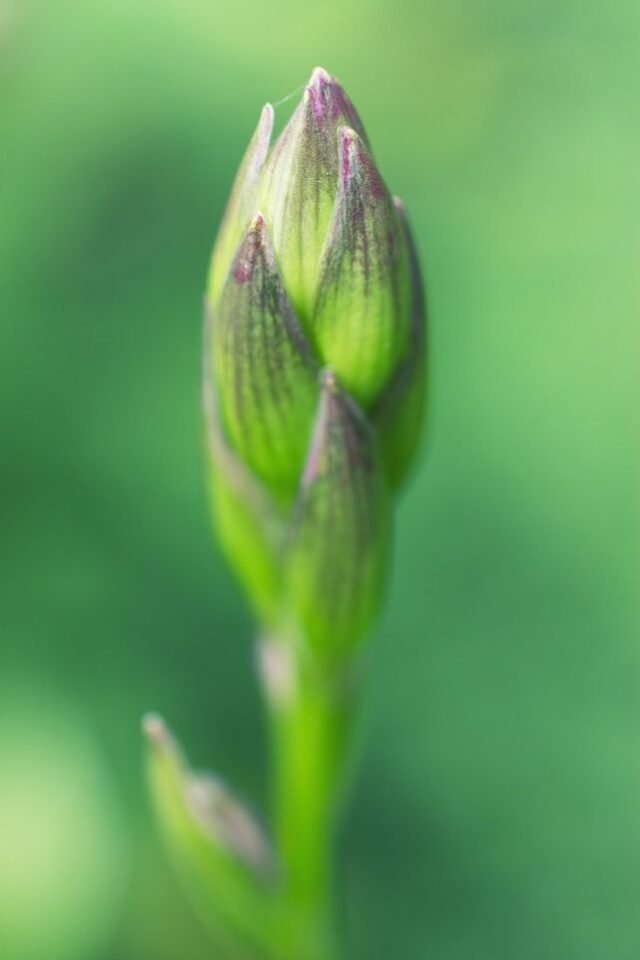 Natur Knospen Beeren 010