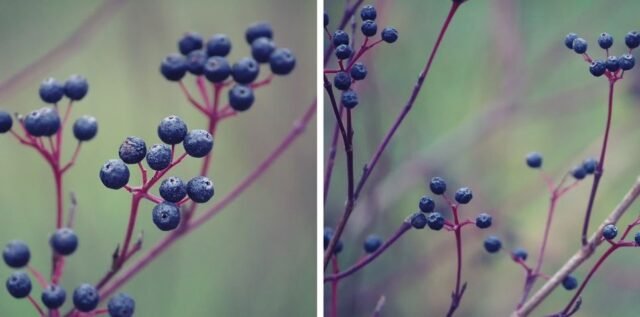 Natur Knospen Beeren 015