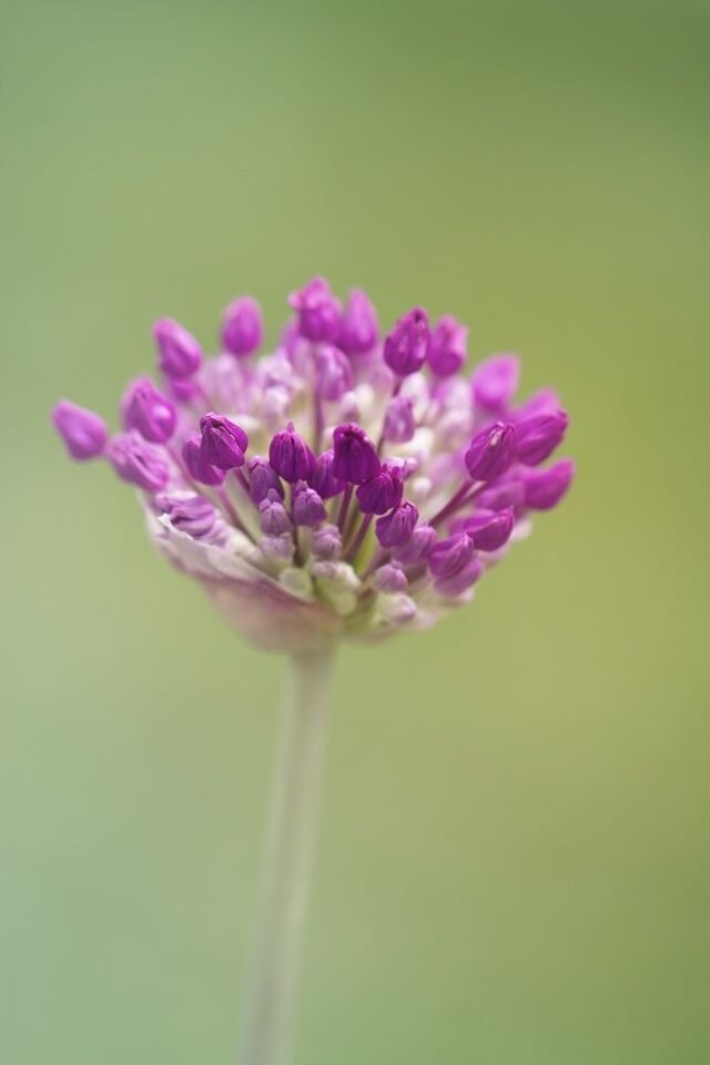 Natur Knospen Beeren 016