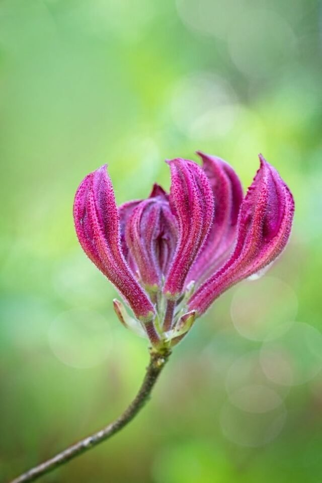 Natur Knospen Beeren 018