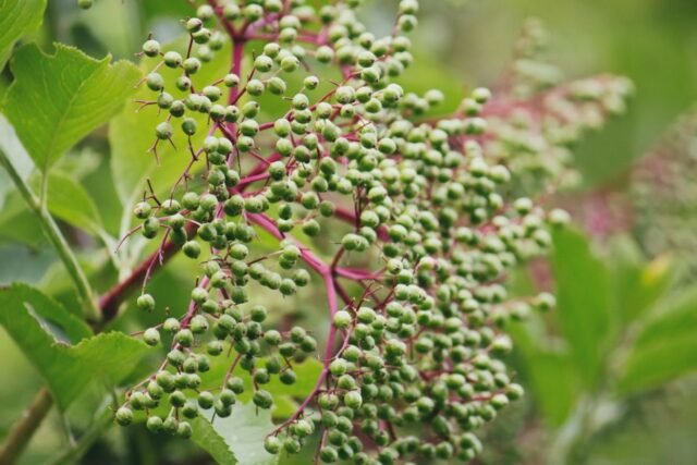 Natur Knospen Beeren 020