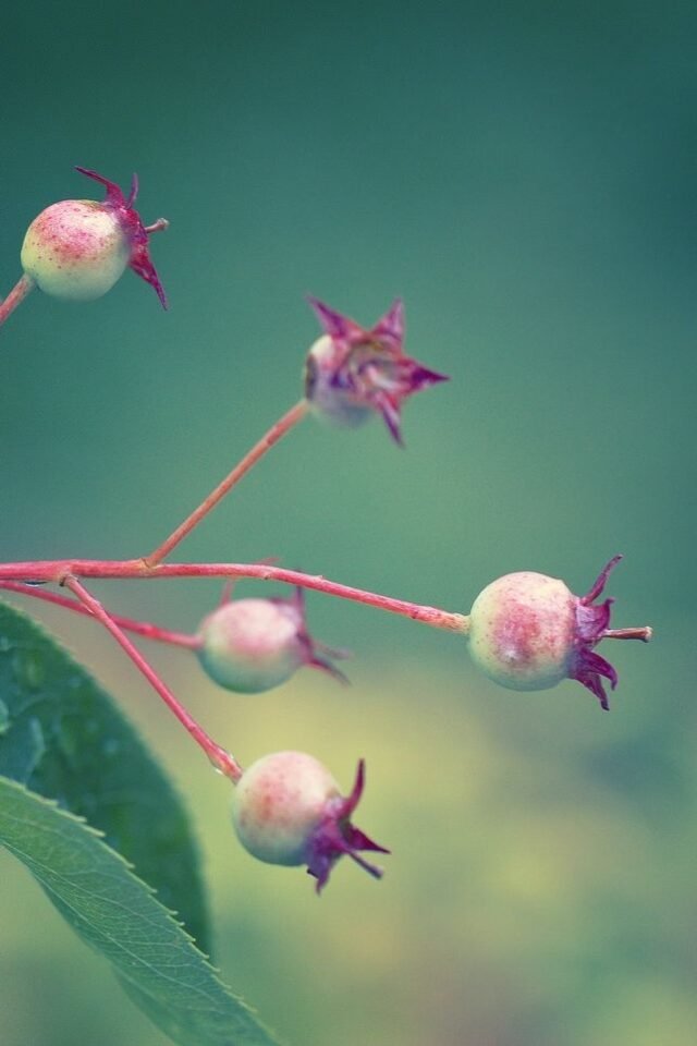 Natur Knospen Beeren 023