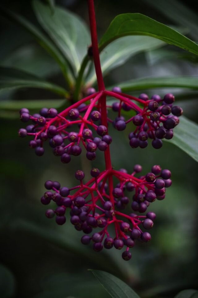 Natur Knospen Beeren 025