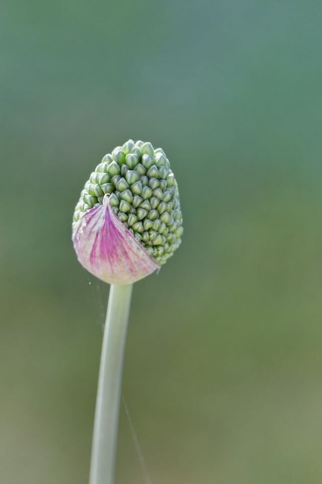 Natur Knospen Beeren 030