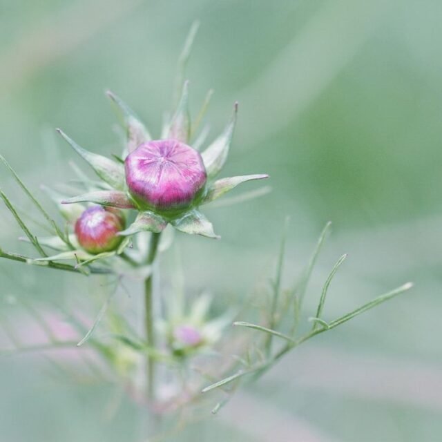 Natur Knospen Beeren 033