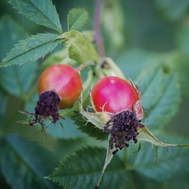 Natur Knospen Beeren 036