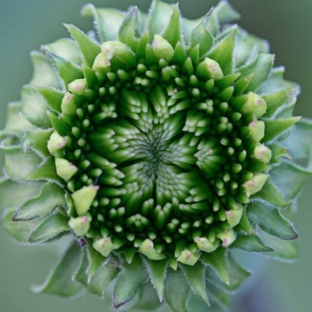 Natur Knospen Beeren 039