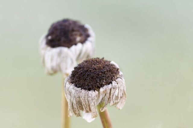 Natur Knospen Beeren 040