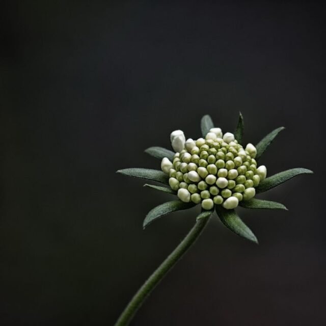 Natur Knospen Beeren 042