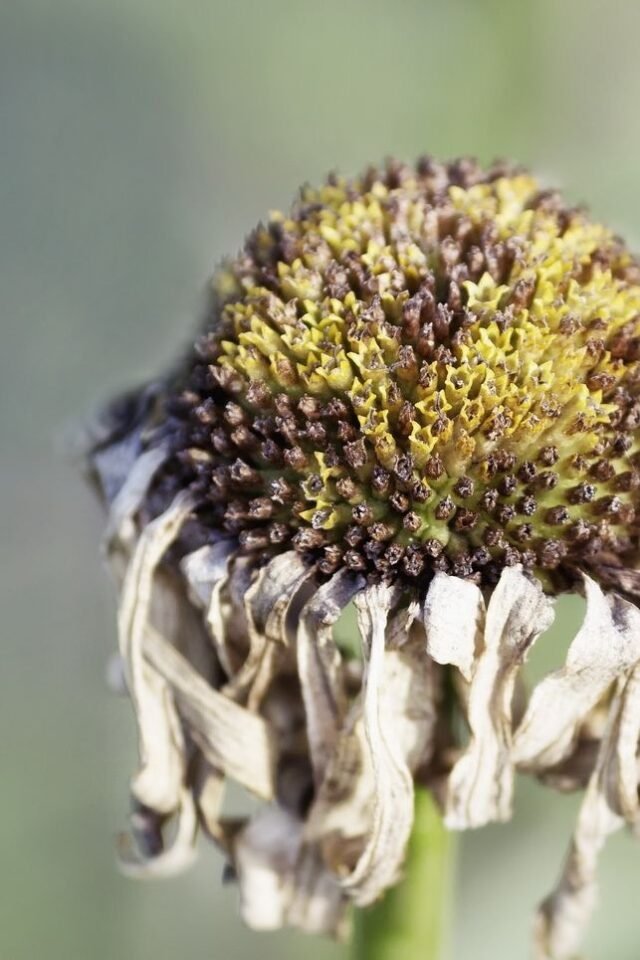 Natur Knospen Beeren 043