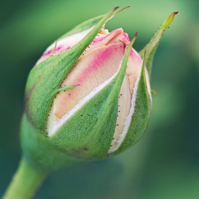 Natur Knospen Beeren 044