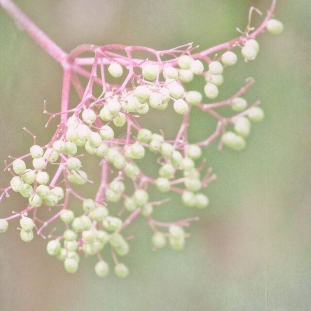 Natur Knospen Beeren 045