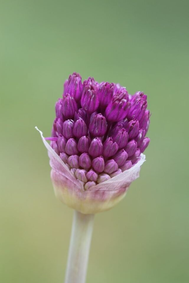 Natur Knospen Beeren 046