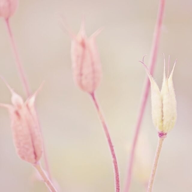 Natur Knospen Beeren 049