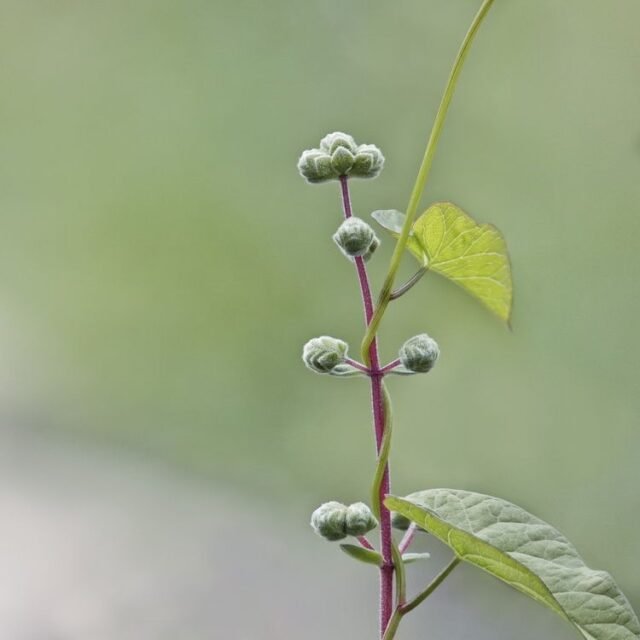 Natur Knospen Beeren 053