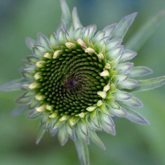 Natur Knospen Beeren 057