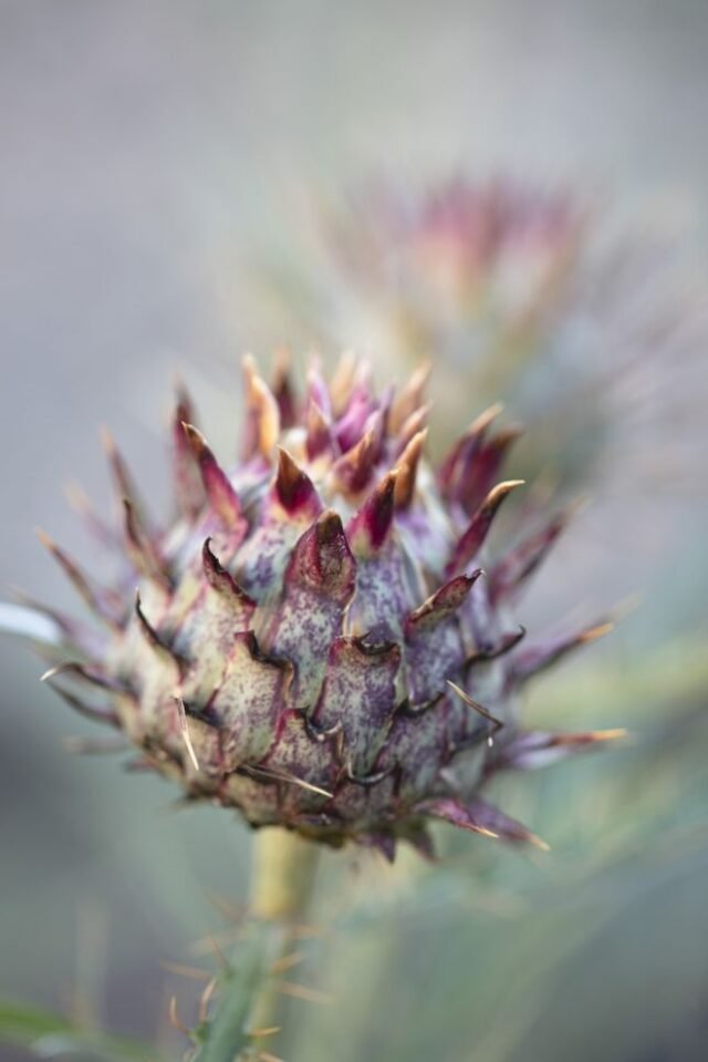 Natur Knospen Beeren 058