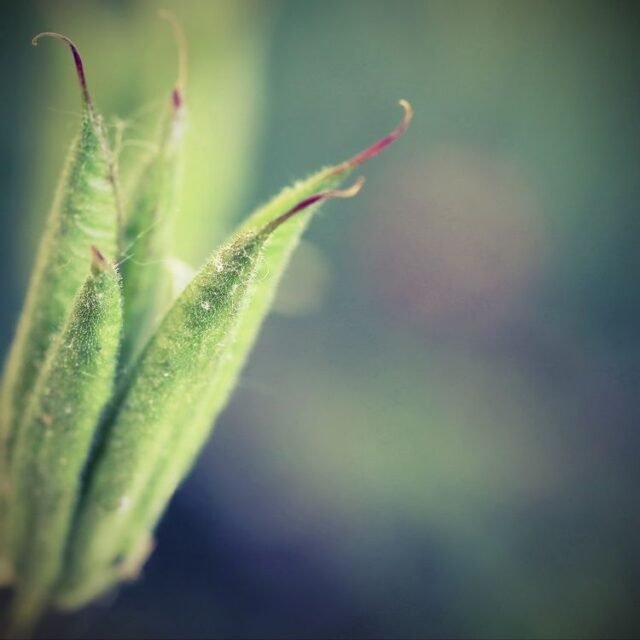 Natur Knospen Beeren 061