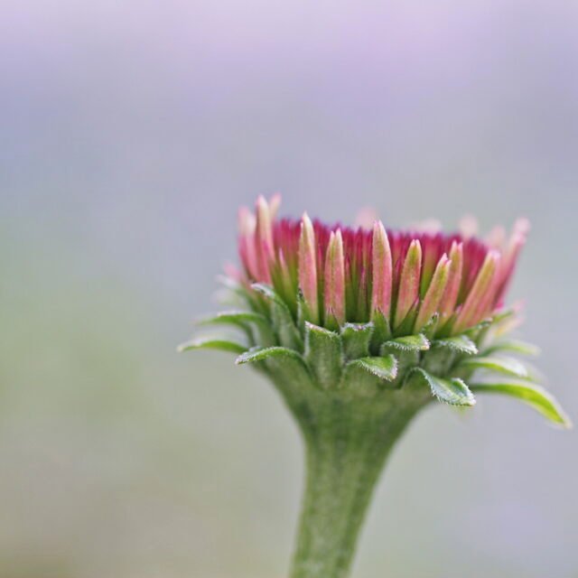 Natur Knospen Beeren 062