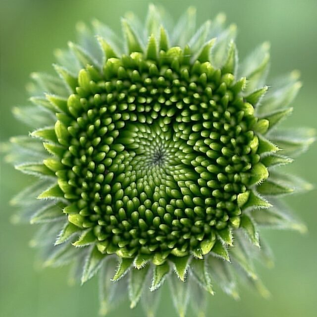Natur Knospen Beeren 063