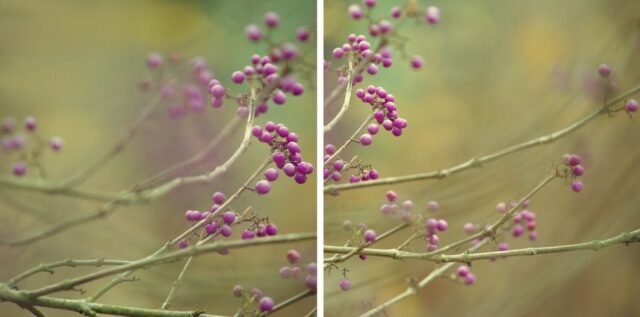 Natur Knospen Beeren 065