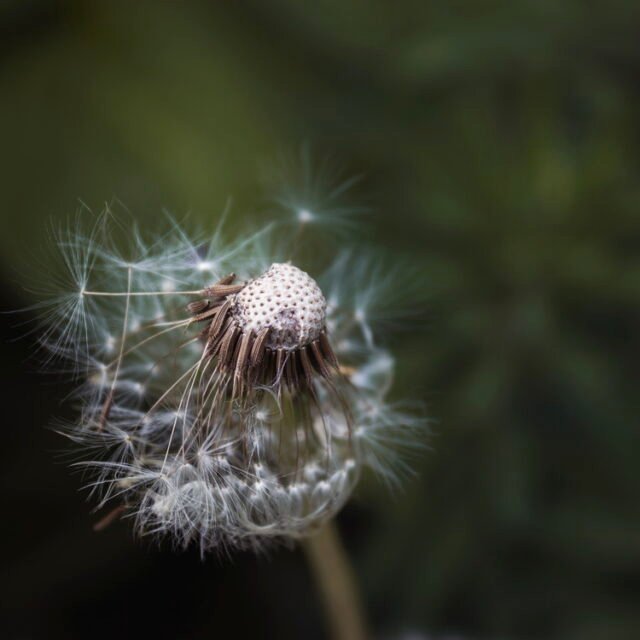 Natur Knospen Beeren 067