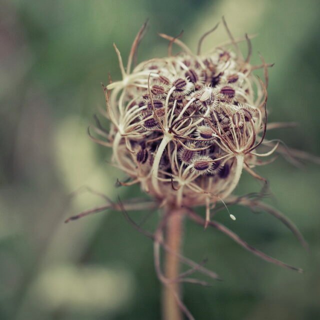 Natur Knospen Beeren 070
