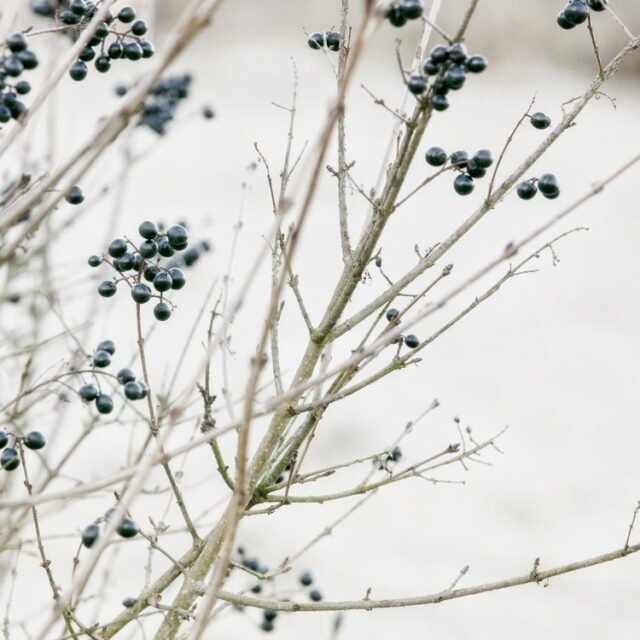 Natur Knospen Beeren 072