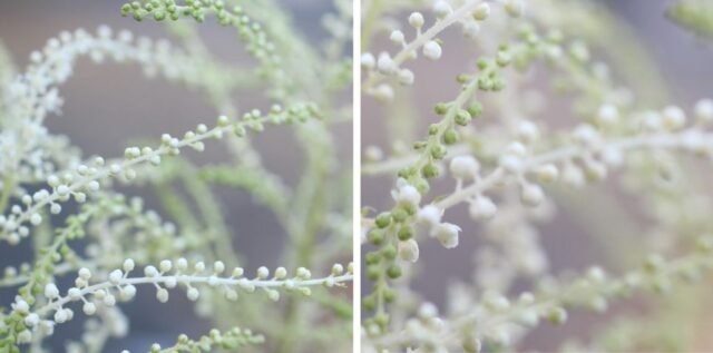 Natur Knospen Beeren 076