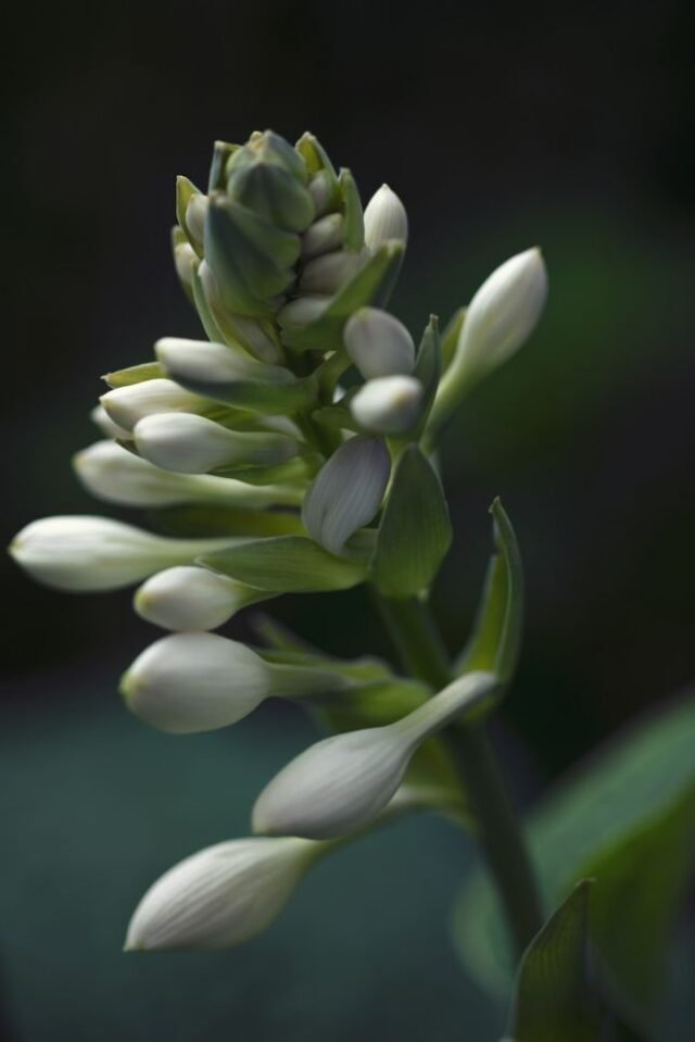 Natur Knospen Beeren 081