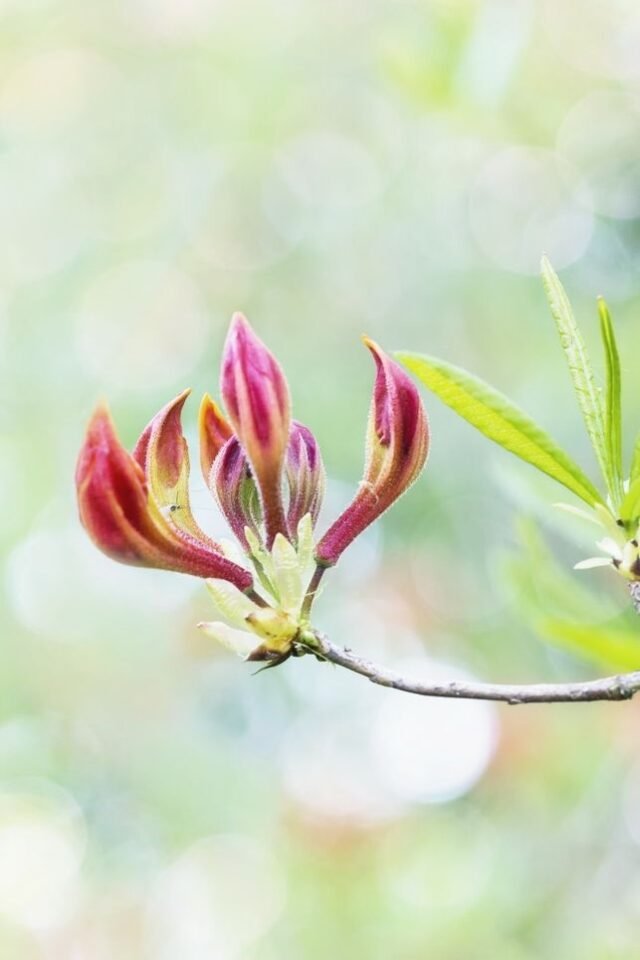 Natur Knospen Beeren 083