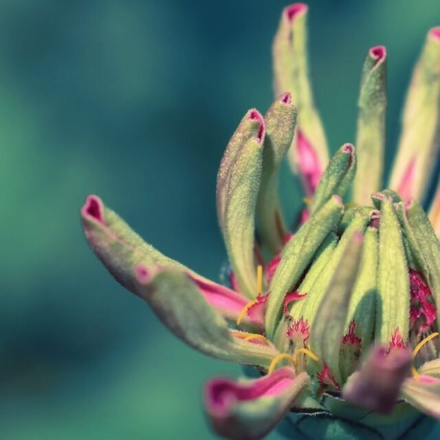 Natur Knospen Beeren 084